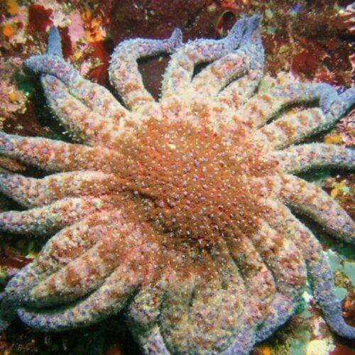 Bringing Back the Sunflower Stars - SO CAL EARTH