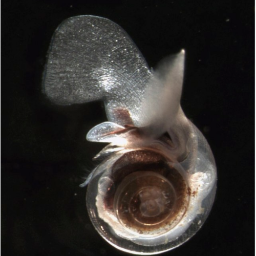 Ocean Acidification Hot Spots - SO CAL EARTH