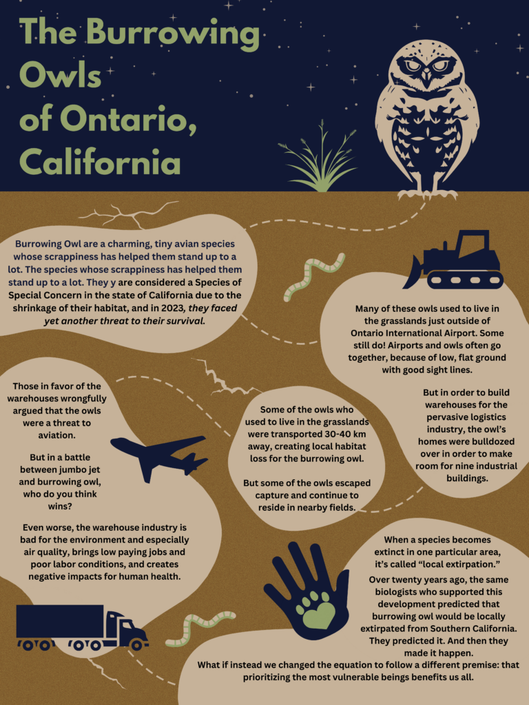 The Burrowing Owls of Ontario, California Infographic