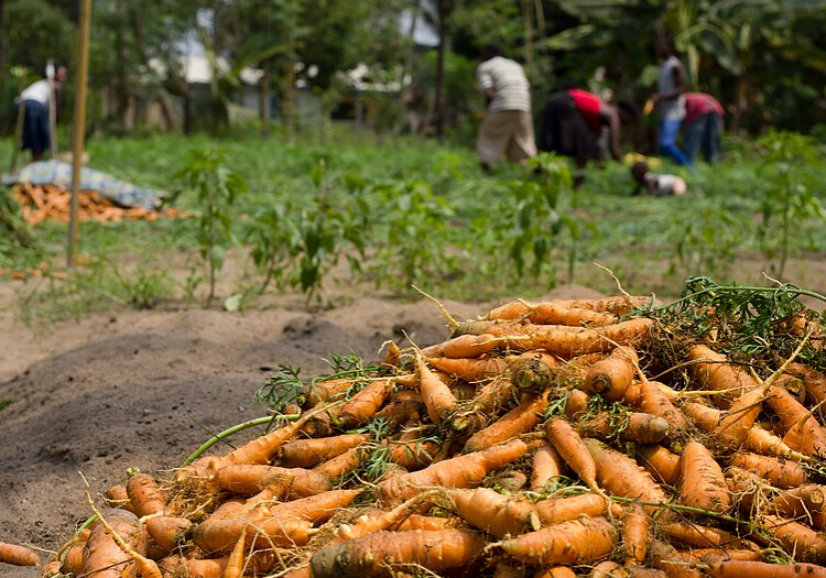 Urban Farm