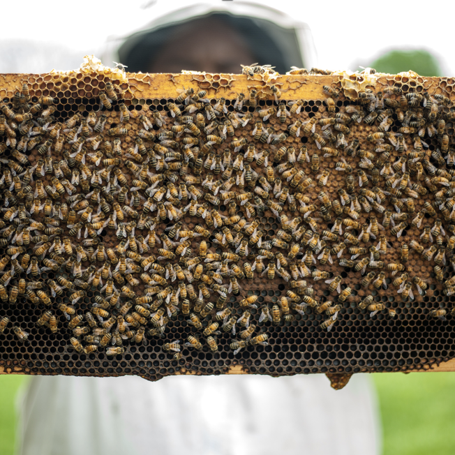 Bees are pictured as a climate sentinel