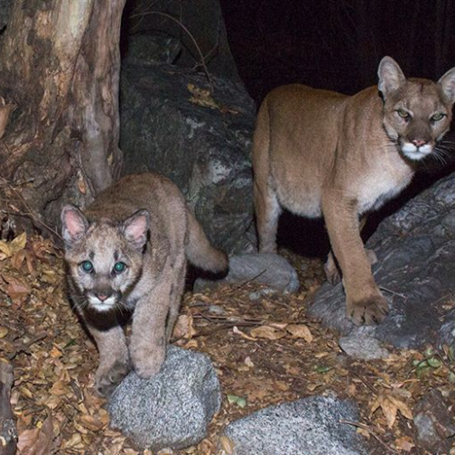 Two cougars are pictured as a climate sentinel