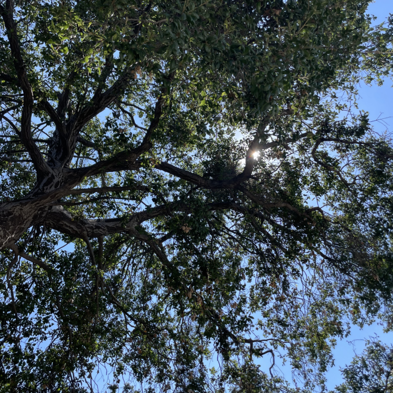 An Oak tree is pictured as a climate sentinel