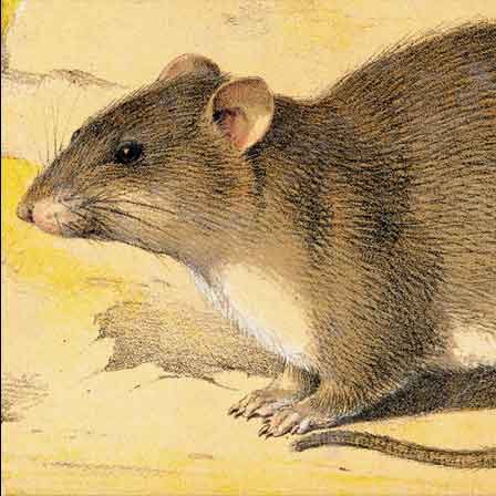 A rat is pictured as a climate sentinel