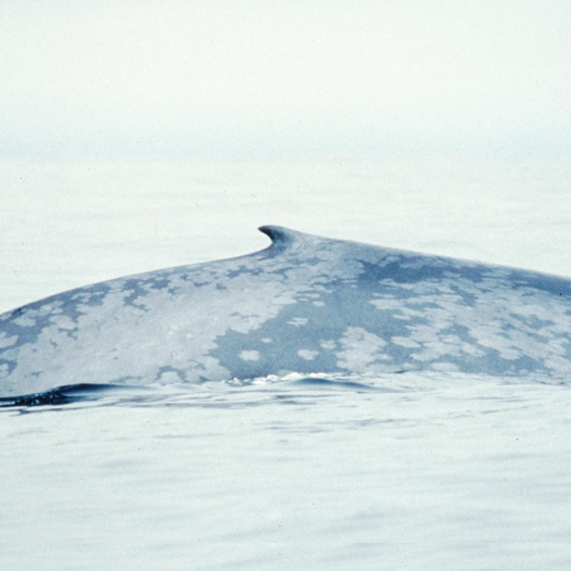 A whale is pictured as a climate sentinel